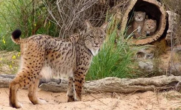 Hvordan korkegeskove understøtter naturbevarelse